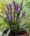 Liriope szafirkowata Royal Purple w donicy