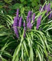 Liriope szafirkowata Royal Purple w donicy