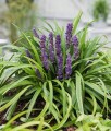 Liriope szafirkowata Royal Purple w donicy