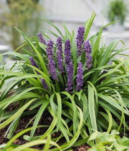 Liriope szafirkowata Royal Purple w donicy