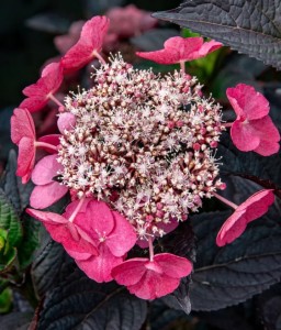 Hortensja Piłkowana Daredevil w donicy