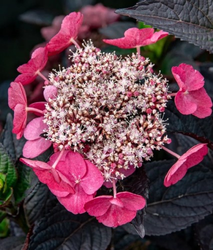 Hortensja Piłkowana Daredevil w donicy