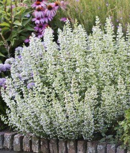 Kocimiętka Alba Biała w donicy