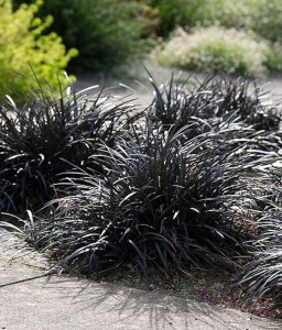 Konwalnik Płaskopędowy Niger w donicy