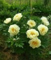 Piwonia Itoh Bartzella w donicy