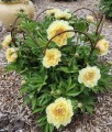 Piwonia Itoh Garden Treasure w donicy