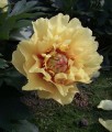 Piwonia Itoh Garden Treasure w donicy