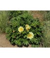 Piwonia Itoh Garden Treasure w donicy
