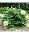 Piwonia Itoh Garden Treasure w donicy