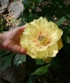 Piwonia Itoh Going Bananas w donicy