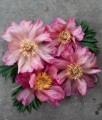 Piwonia Itoh Julia Rose w donicy