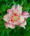 Piwonia Itoh Julia Rose w donicy
