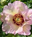 Piwonia Itoh Pastel Splendor w donicy