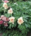 Piwonia Itoh Pastel Splendor w donicy