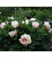 Piwonia Itoh Pastel Splendor w donicy