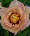 Piwonia Itoh Pastel Splendor w donicy