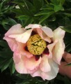 Piwonia Itoh Pastel Splendor w donicy
