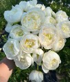 Piwonia Duchesse De Nemours w donicy