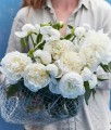 Piwonia Duchesse De Nemours w donicy