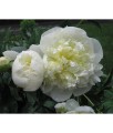 Piwonia Duchesse De Nemours w donicy