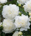 Piwonia Duchesse De Nemours w donicypg