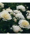 Piwonia Duchesse De Nemours w donicy