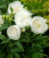 Piwonia Duchesse De Nemours w donicy