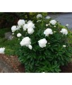 Piwonia Duchesse De Nemours w donicy