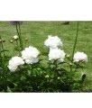 Piwonia Duchesse De Nemours w donicy