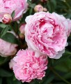 Piwonia Sarah Bernhardt w donicy