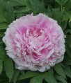 Piwonia Sarah Bernhardt w donicy
