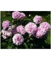 Piwonia Sarah Bernhardt w donicy