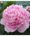 Piwonia Sarah Bernhardt w donicy