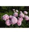 Piwonia Sarah Bernhardt w donicy