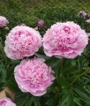 Piwonia Sarah Bernhardt w donicy