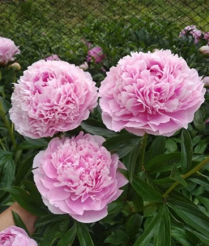 Piwonia Sarah Bernhardt w donicy