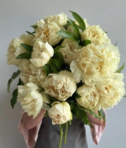 Piwonia Sunny Girl w donicy