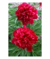 Piwonia Red Charm w donicy