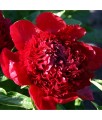 Piwonia Red Charm w donicy