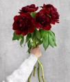 Piwonia Red Charm w donicy
