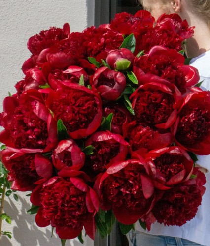 Piwonia Red Charm w donicy