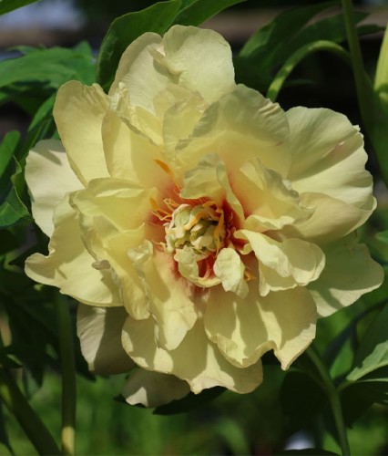 Piwonia Yellow Crown w donicy