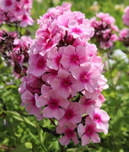 Floks Wiechowaty Neon Flair w donicy