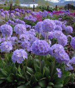 Pierwiosnek Ząbkowany Blue w donicy