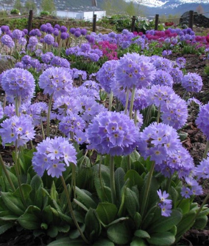 Pierwiosnek Ząbkowany Blue w donicy