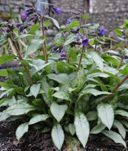 Miodunka Majeste w donicy