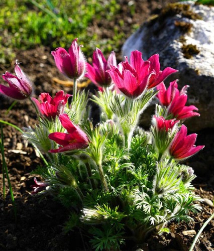  Sasanka Zwyczajna Rosen Glocke w donicy