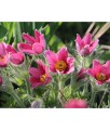 Sasanka Zwyczajna Rosen Glocke w donicy