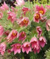 Sasanka Zwyczajna Rosen Glocke w donicy