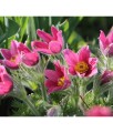 Sasanka Zwyczajna Rosea w donicy